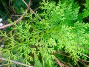 ��Ҷ�𻨲ݵĹ�Ч���� ��Ҷ�𻨲��ε����˳�Ѫ����ʹ