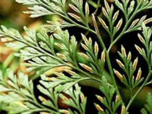 ��Ҷ��β����Щ��Ч ��Ҷ��β�λ����͸���