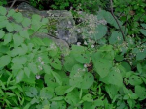 ��Ҷ��β���Ĺ�Ч���� ��Ҷ��β����������ʹ