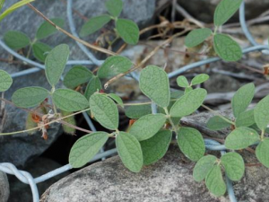 �ļ���Ӱ�콡���Ļ�ϰ������Щ