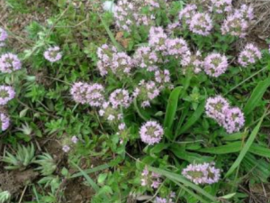 �ؽ��Ĺ�Ч���� �ؽ����Ƽ���θ����