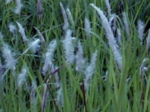 �ؽ�Ĺ�Ч���� �ؽ��η�ʪ�ؽ���ʹ