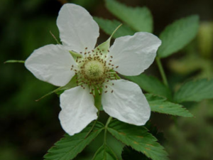 ����ɡ�Ĺ�Ч���� ����ɡ���Ѹز��κ����