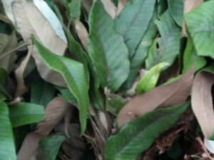 ����ҩ�Ĺ�Ч���� ����ҩ�ε��˳�Ѫ