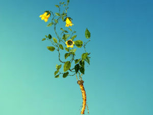 �򻨵��εĹ�Ч���� �򻨵�����ԭ���Ե�Ѫѹ