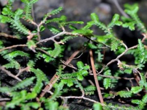 ذ֦ЩЧ ذ֦ƼԻʹȾԸ