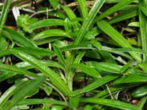 �ذײݵĹ�Ч���� �ذײ���������