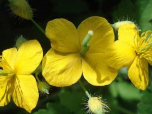 �ػ����Ĺ�Ч���� �ػ������Ƚⶾ�θ�ð����