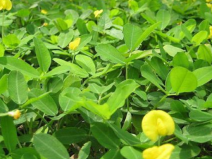 �ػ�������Щ��Ч���� �ػ������İ�����Ѫ���ļ�