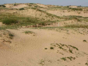 ��ɳ����Щ��Ч���� ��ɳ��С�����