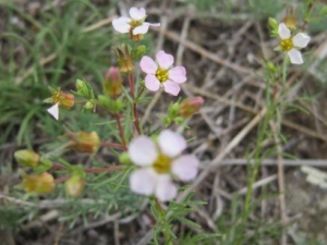 ��Ǿޱ�Ĺ�Ч���� ��Ǿޱ�η�ʪ�Թؽ���