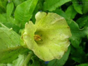 ��ݹ�еĹ�Ч���� ��ݹ������ʳ����ҭ����θ