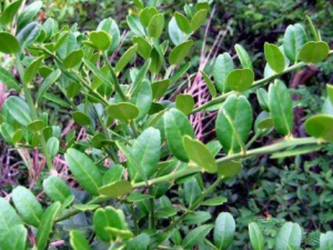 �����ٸ��Ĺ�Ч���� �����ٸ�ȥ��ֹʹ˳����̵