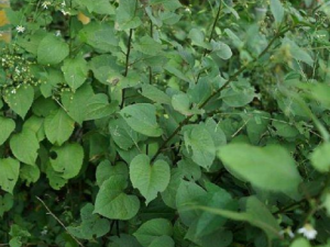 ����˸��Ĺ�Ч���� ����˸�������ζ���ҧ��