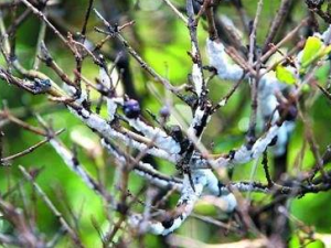 ��Ѫ�ܾ�������Щ���Ʒ��� ��Ѫ�ܾ��ε�����ƫ��