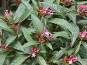 �ἦ�ǳ�ɽ�Ĺ�Ч���� �ἦ�ǳ�ɽ����ֹʹ�θ���