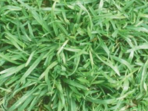 ��ձ�ݵĹ�Ч���� ��ձ���ε�˫������