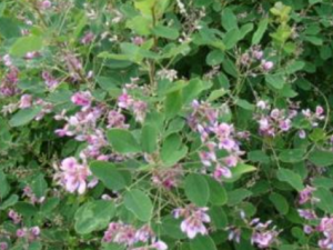 ���Ϻ����ҵĹ�Ч���� ���Ϻ������ε�������