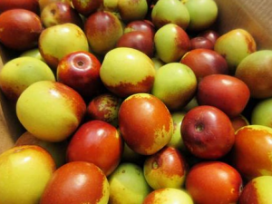 �������ʳ���� ���ʳ���������