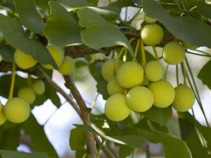 ���ӳ�������ô�� ��Щ������ȥ����