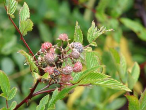 �������ٵĹ�Ч���� ������������Ʀ��ʹ