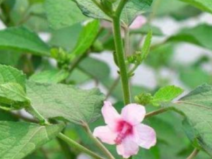 ���һ��Ĺ�Ч���� ���һ������ʪ�θ�ð����