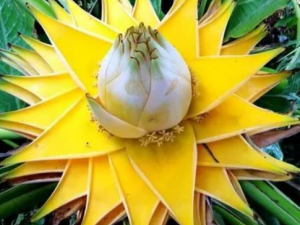 ��ӿ�����Ĺ�Ч���� ��ӿ����