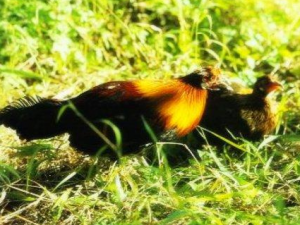 ����ȵ�Ĺ�Ч���� ����ȵ�η��ȿ�����̵