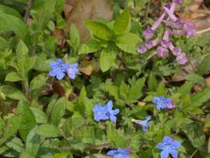 �����ҵĹ�Ч���� ���������н�θ��θ�ͷ���