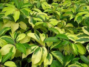 ���ľҶ�Ĺ�Ч���� ���ľҶ���Ƚⶾ�������֢