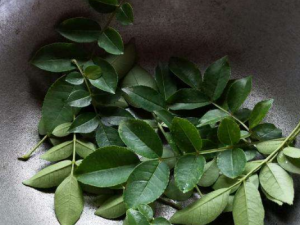 ��Ҷ�����Ĺ�Ч���� ��Ҷ�����η�ʪ�ؽ���ʹ