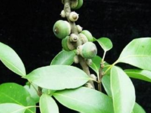 ����ʯ��Ҷ�Ĺ�Ч���� ����ʯ��Ҷ�θ�Ѫѹ