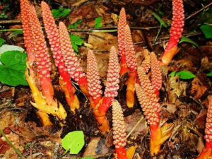 ������������Щ��Ч ������������������Ѫ��