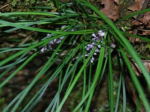 ��Ҷī������Щ��Ч ��Ҷī��������θ���Ȳ��˽�