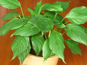 ����Ҷ�Ĺ�Ч���� ����Ҷ����������������