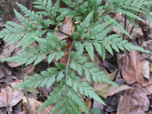 ��ާ���Ĺ�Ч���� ��ާ���β��������������