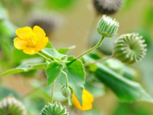 ����������Щ��Ч���� ���������鸾��������