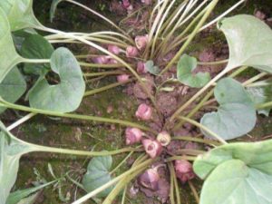 �������Ĺ�Ч���� �������ζ���ҧ��