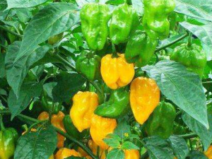 �����Ĺ�Ч���� ����ɢ�纮��������ʹ