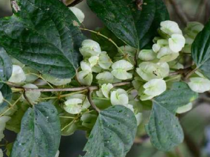 �ܳ��ٵĹ�Ч���� �ܳ���������������·��Ⱦ