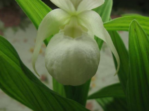 ʢݵĹЧ ʢֹʹѪηʪʹ