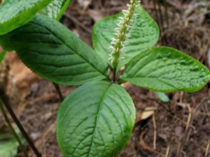 ��Ҷ�Ŀ��ߵĹ�Ч���� ��Ҷ�Ŀ����η纮��������