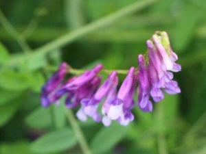 �ྥҰ�㶹�Ĺ�Ч���� �ྥҰ�㶹������ʪ�η�ʪ��ʹ