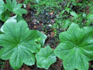 �໨�˽�������Щ��Ч���� �໨�˽�����ȫ��ʹ