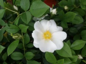 ��ҶǾޱ����Щ��Ч ��ҶǾޱ���¾�������ʹ��