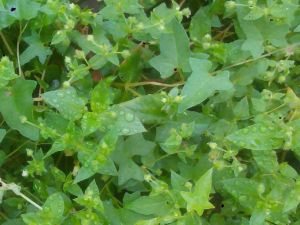 ���ƵĹ�Ч���� �������β���Ѫ��