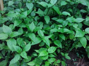 ����Ҷ�Ĺ�Ч���� ����Ҷ��ʳ��ʳ��θʹ