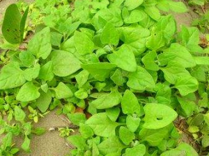 ���ӵĹ�Ч���� �������Ƚⶾ�γ���