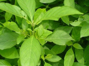 ��Ҷ�ݵĹ�Ч���� ��Ҷ���θ��ֹؽ���ʹ