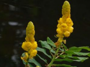 ��Ҷ�ֵĹ�Ч���� ��Ҷ�������